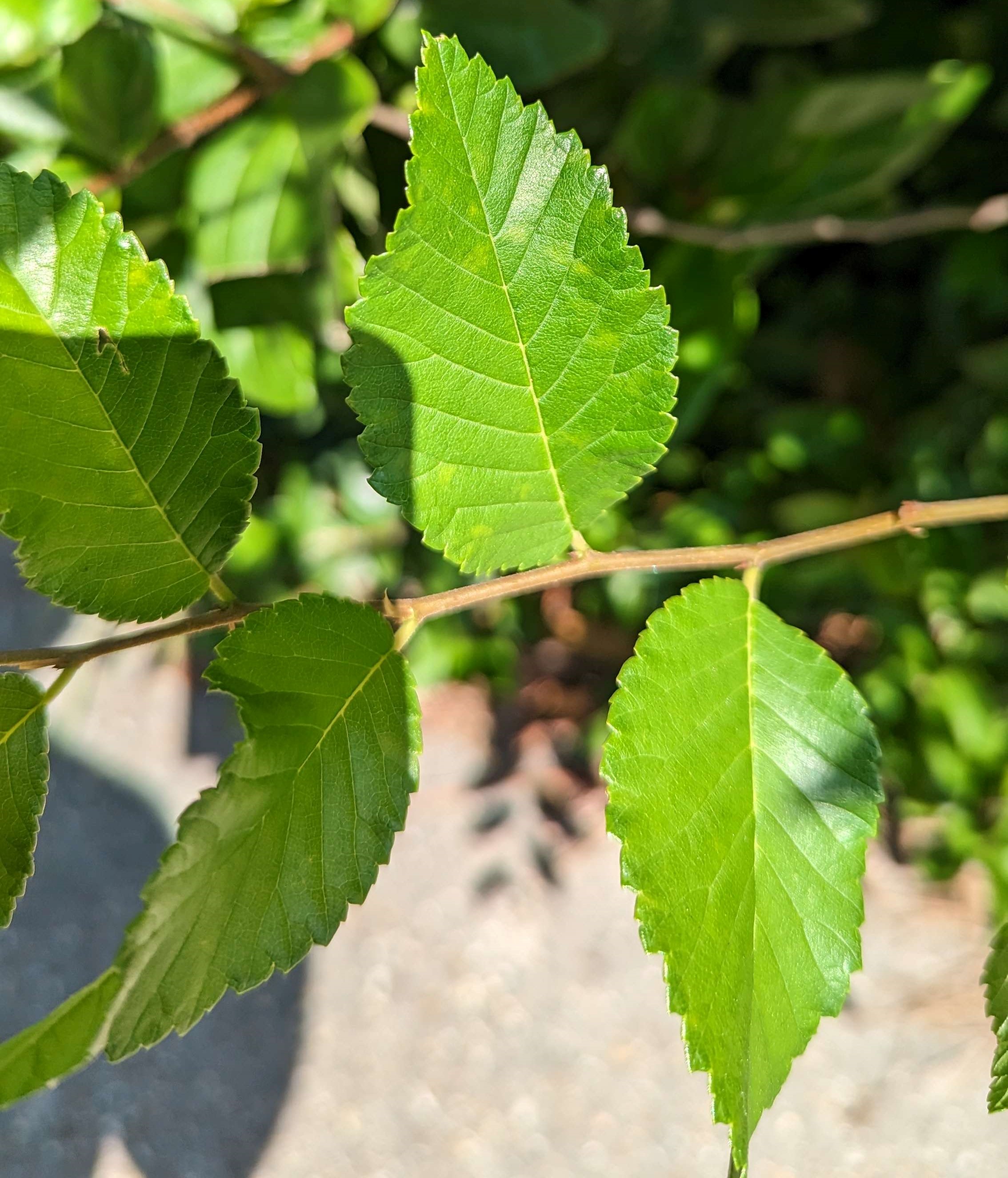 Picture of Planera aquatica